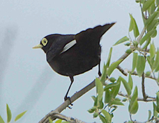 Spectacled Tyrant 8598