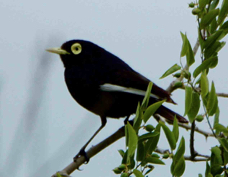 Spectacled Tyrant 8606