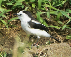 Pied Water Tyrant-43