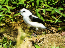 Pied Water Tyrant-739