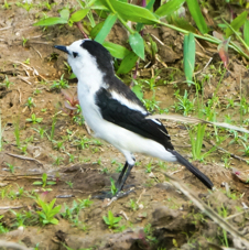 Pied Water Tyrant-754
