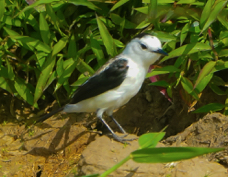 Pied Water Tyrant-795