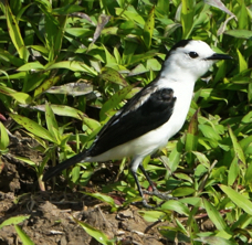 Pied Water Tyrant-815