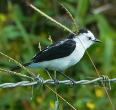 Pied Water Tyrant-841