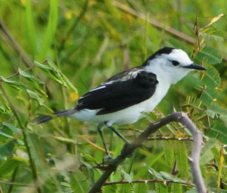 Pied Water Tyrant-865