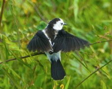 Pied Water Tyrant-878