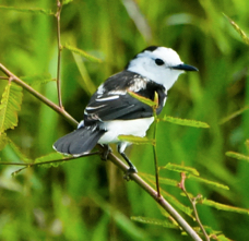 Pied Water Tyrant-883