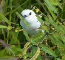 Pied Water Tyrant-892