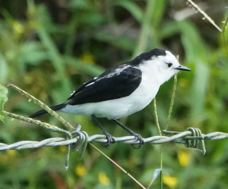 Pied Water Tyrant-150