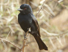 Drongo Fork-tailed 3938