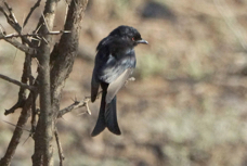 Drongo Fork-tailed 1623