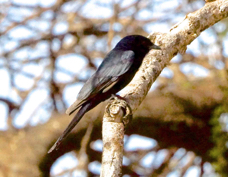 Drongo Fork-tailed 3424