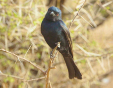 Drongo Fork-tailed 3942