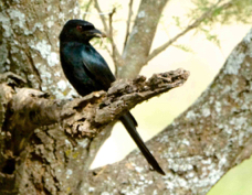 Drongo Fork-tailed 7045