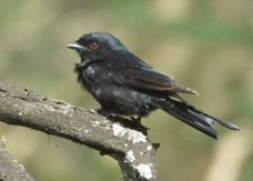 Drongo Fork-tailed 1000