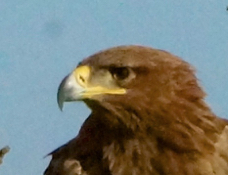 Eagle Tawny 7211
