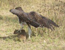 Eagle Martial with Rock Hyrax  0587