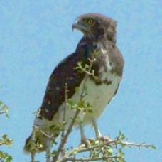 Snake-Eagle Black-chested 192