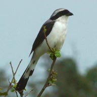 Fiscal Grey-backed 192