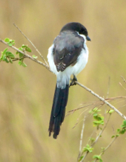 Fiscal Long-tailed 6237