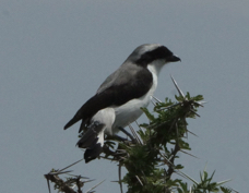 Fiscal Grey-backed 9815
