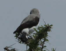 Fiscal Grey-backed 9818