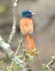 Paradise-Flycatcher African female 6921