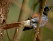 Paradise-flycatcher African 1702