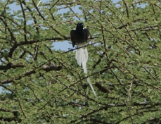 Paradise-Flycatcher African  white Morph 2135