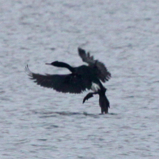 Pelagic Cormorant 8109