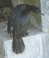 Pelagic Cormorant-294