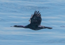 Pelagic Cormorant-219