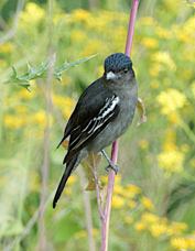 White-winged Becard 7829