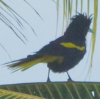 Yellow-winged Cacique 3554