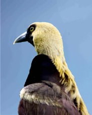 Raggiana Bird of Paradise 2714 bk