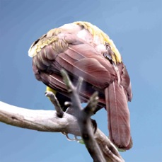 Raggiana Bird of Paradise 2698 bk