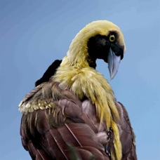 Raggiana Bird of Paradise 2701 bk