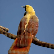 Raggiana Bird-of-Paradise 3704 B