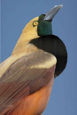 Raggiana Bird-of-Paradise 5083 B