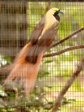Raggiana Bird-of-Paradise 3777
