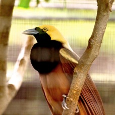 Raggiana Bird-of-Paradise 3786