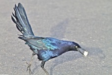 Great-tailed Grackle 0782