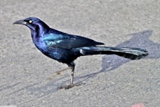 Great-tailed Grackle 0837