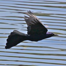 Great-tailed Grackle 1198
