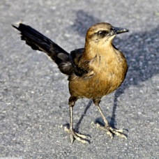 Great-tailed Grackle 0833