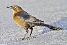 Great-tailed Grackle 0902