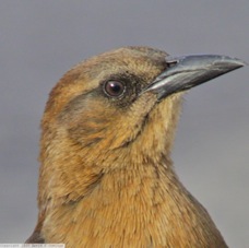Great-tailed Grackle 0919