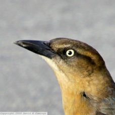 Great-tailed Grackle 0975
