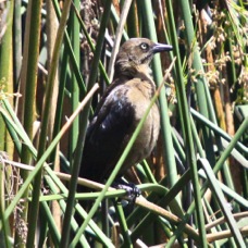 Great-tailed Grackle 1175