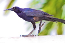 Great-tailed Grackle Gal 6113